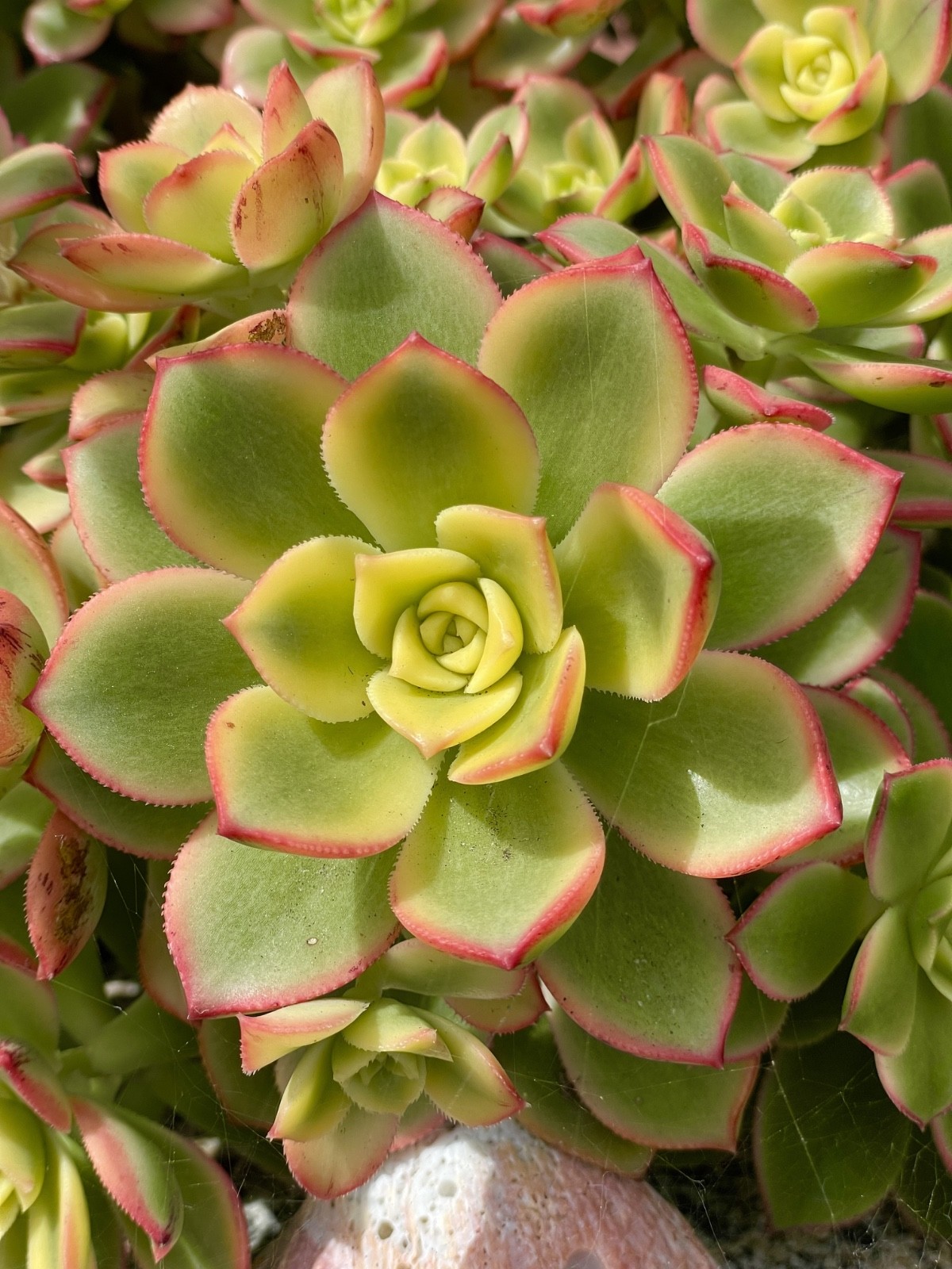 Rare Aeonium Kiwi Variegated Succulent Live Plant Unrooted Cutting 2-3 Inches