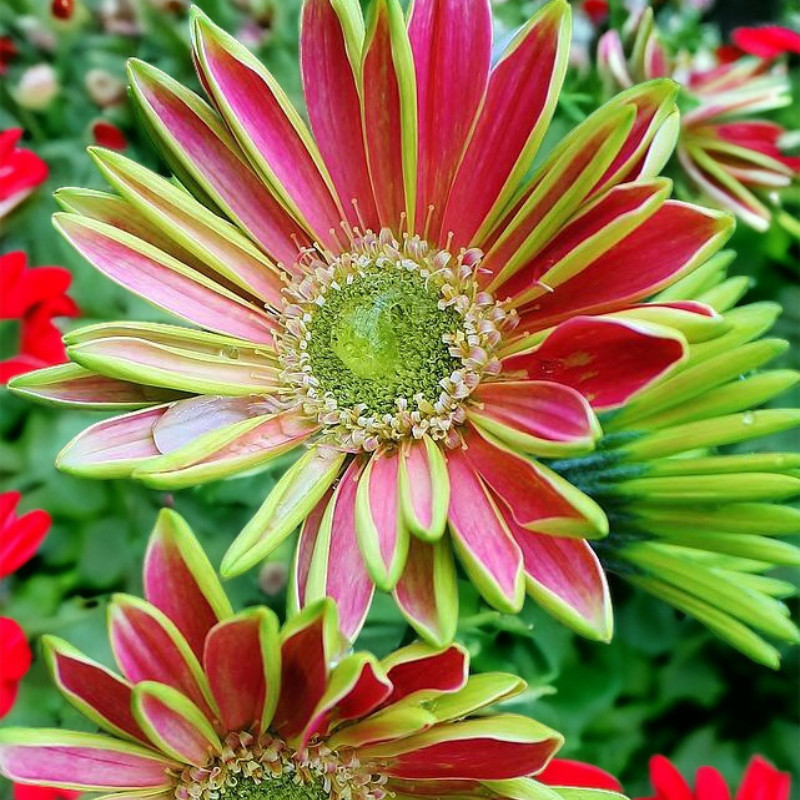Gerbera Daisy Seeds 50+ Seeds Mum Flower, Flower Seeds, Annual, Flower Beds