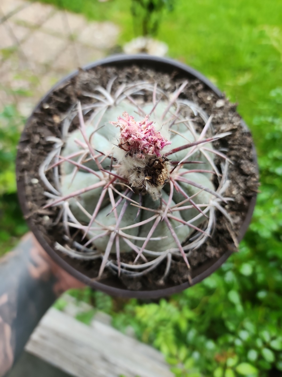 Large Echinocactus Horizonthalonius Horse Crippler Cactus Head BE6