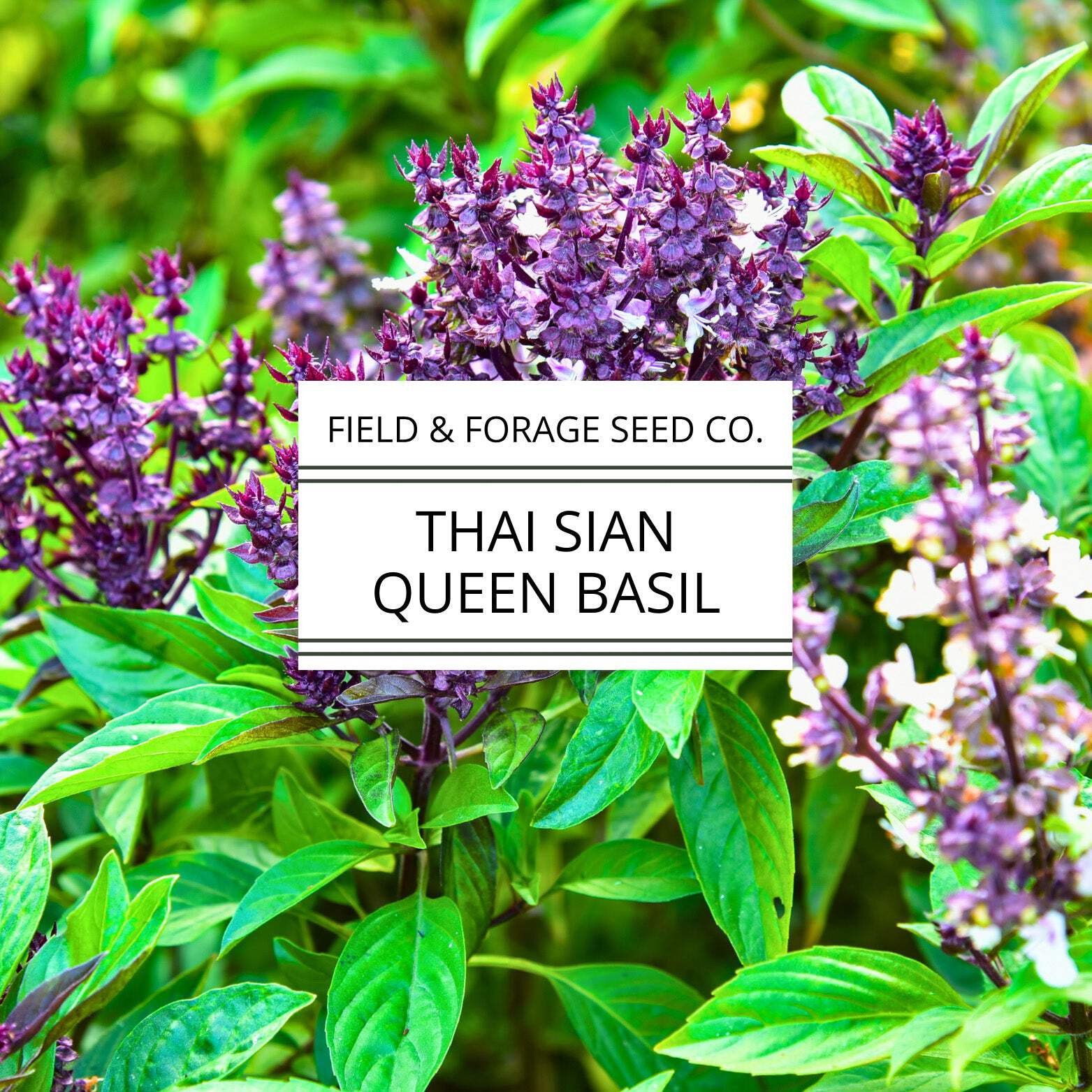 Thai Basil ‘Siam Queen’ | Ocimum basilicum | Pollinator Friendly | Non-GMO – 200