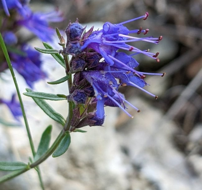Hyssop (Blue) Seeds Hyssopus Officinalis. Free Shipping!