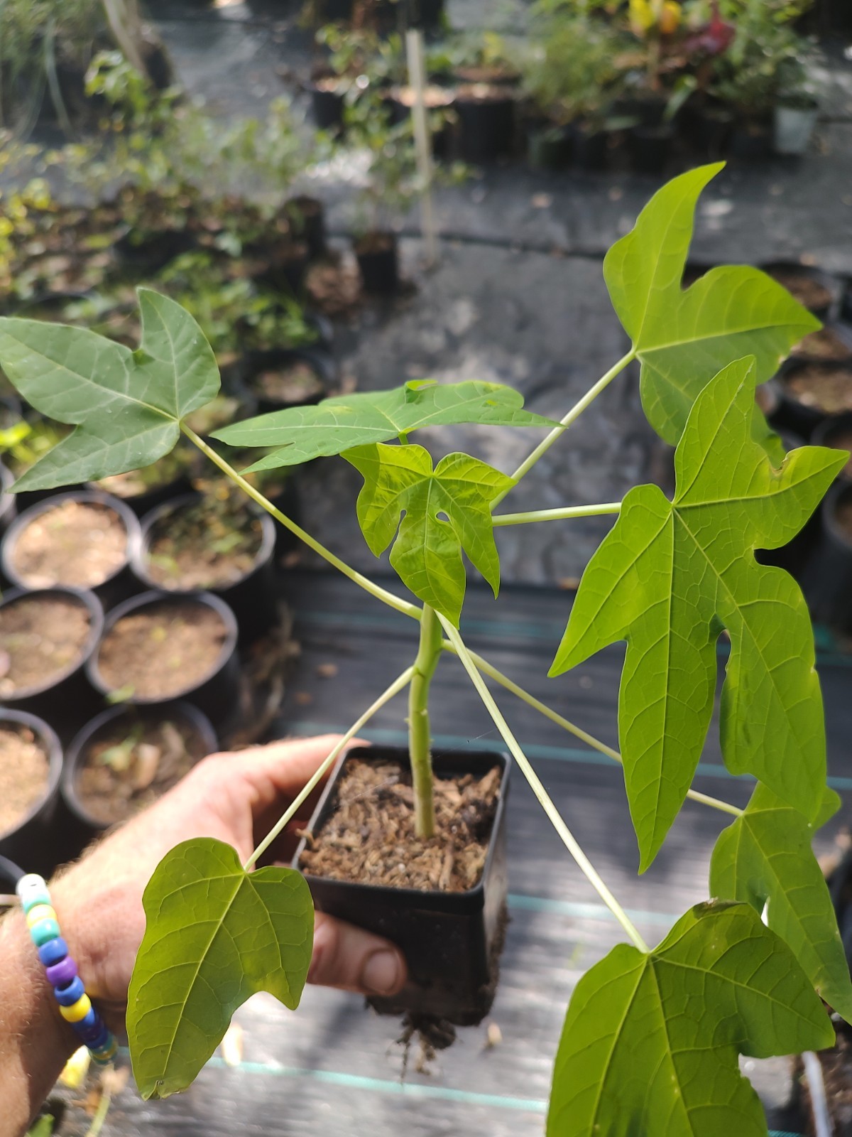 Papaya Tree 4 Inch Cell 100% Organic Free Shipping USA