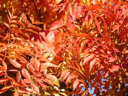 Chinese Pistache, (Pistachio) Pistacia chinensis, Tree Seeds