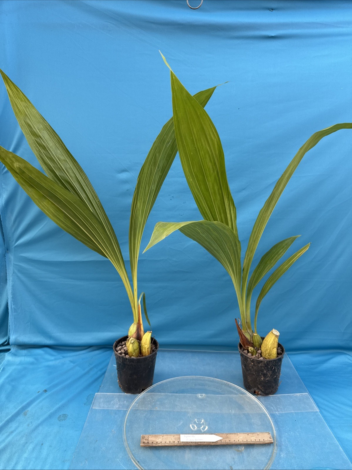 Lycaste cinnabarina Huge BS Green Orange Orchid Species Tall Flowers 5.5” Pot