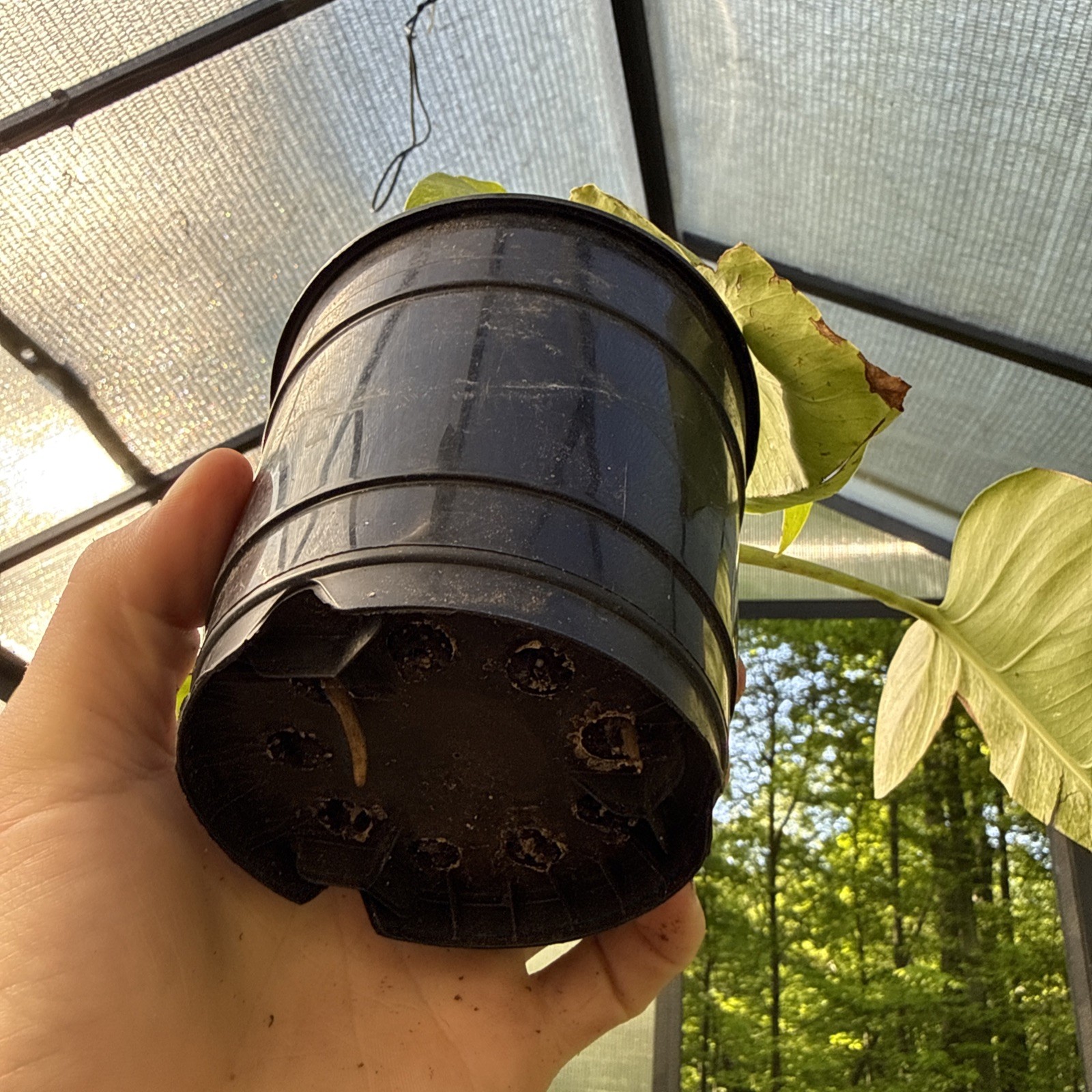 Monstera Jungle Mint Noid