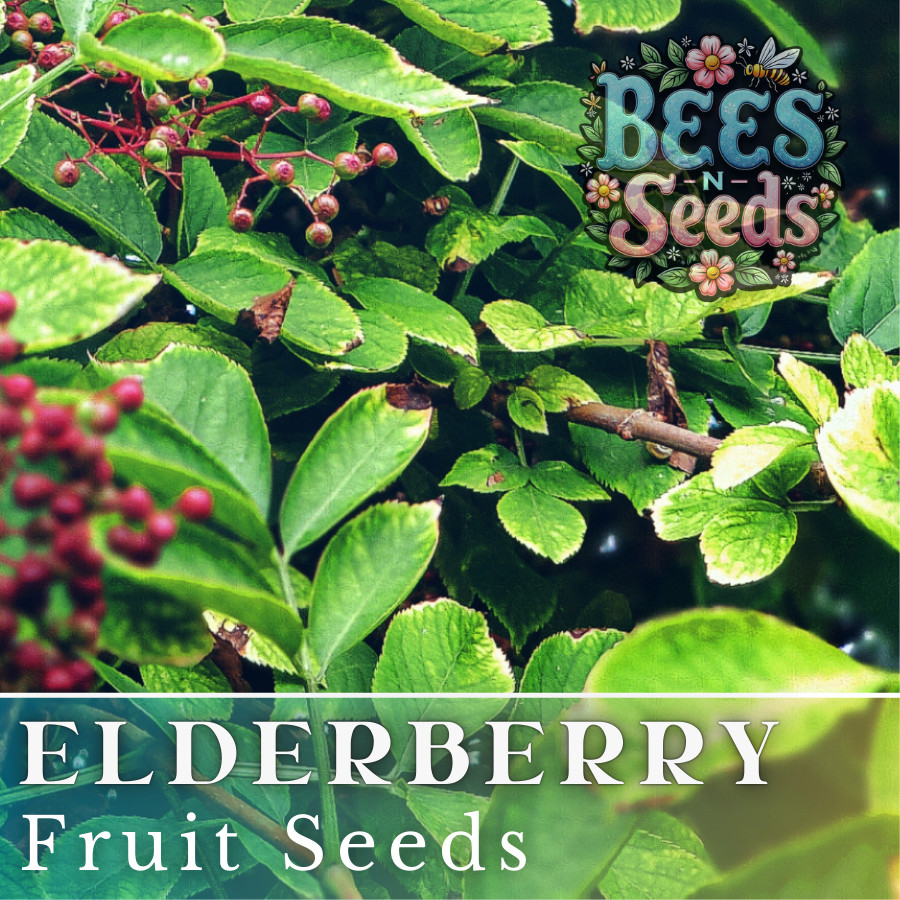 Verity Elderberry Seeds 175 or 450 Seeds Fruit Seeds, Non GMO, Berry Seeds