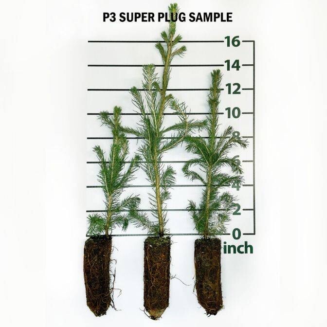 20 Pack Norway Spruce Trees(Picea abies) seedling 10 to 15 inches