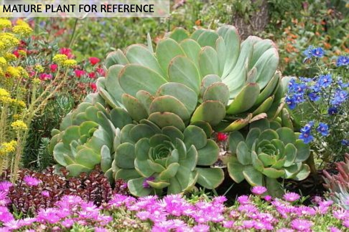 Cutting Japanese Aeonium Arboreum Green Cactus Succulent Live Plant no root