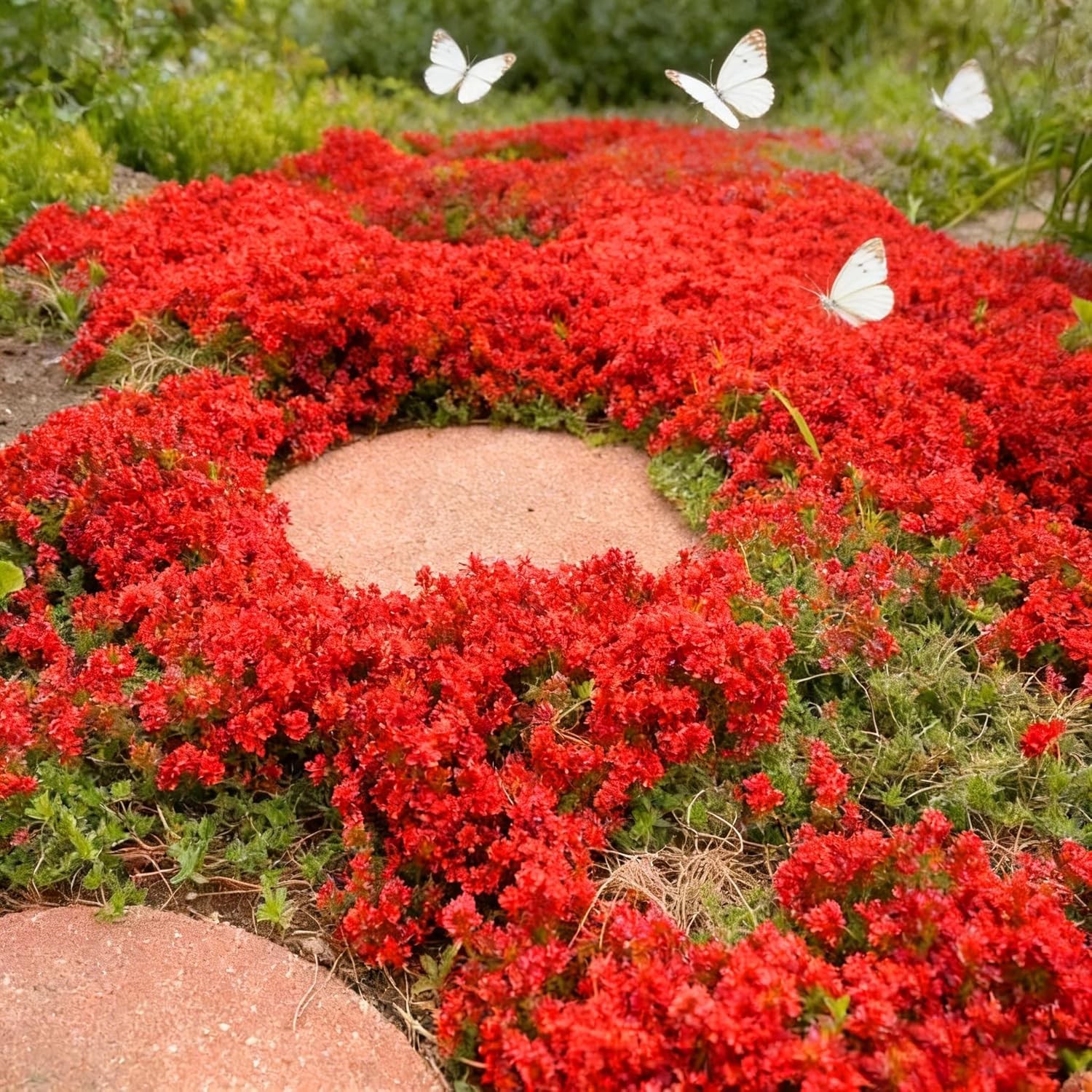 20000+ Mix Creeping Thyme Seeds Wild Creeping Thyme Seeds for Planting