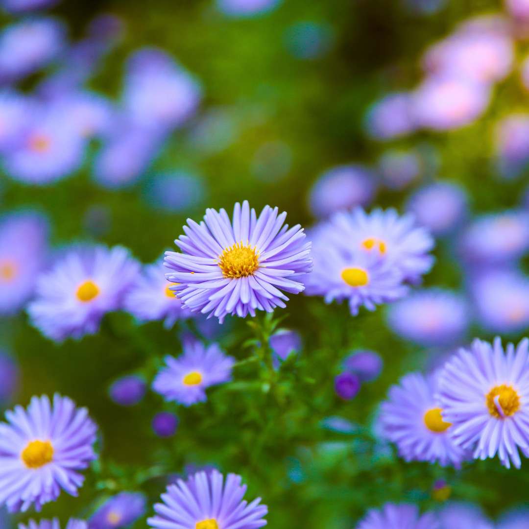 Fresh Premium New England Aster Seeds | Heirloom Non-GMO | Flower Seeds