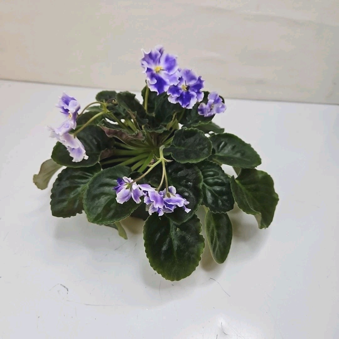 WHITE SAIL Standard Named African Violet Mature Size Blueish And White Flowers