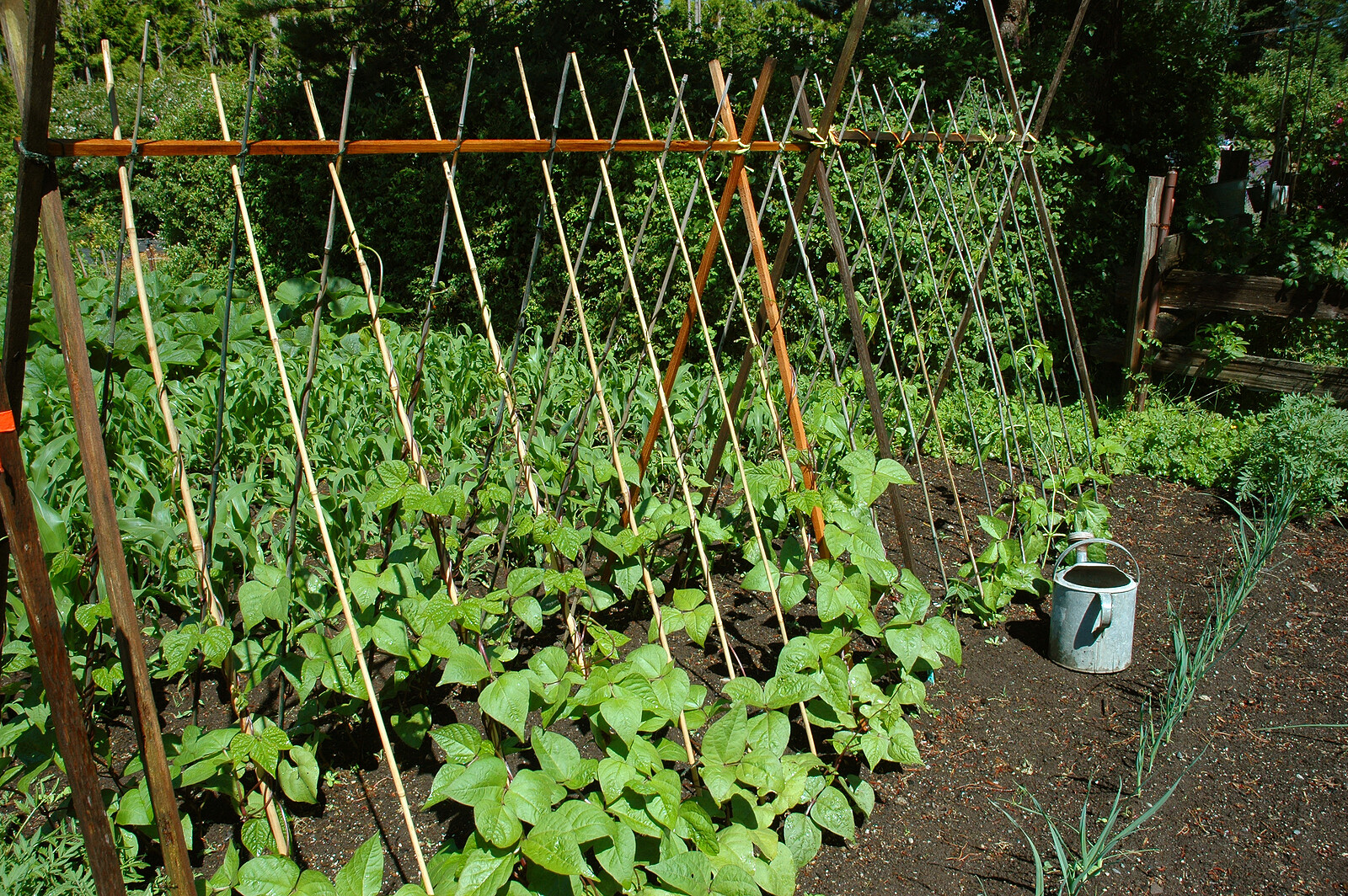 Vegetable Seed MEDIUM SURVIVAL Garden Collection 20 Types Heirloom NON-GMO