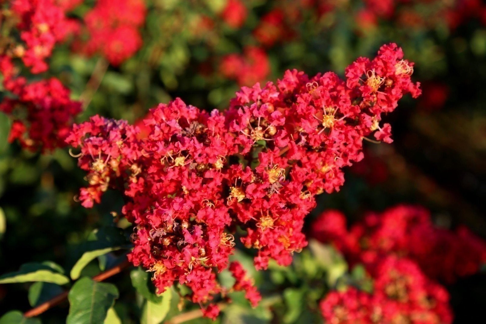 Crape Myrtle Red Rocket | Extra Large 3 Gallon Plants | Vivid Scarlet Blooms,…