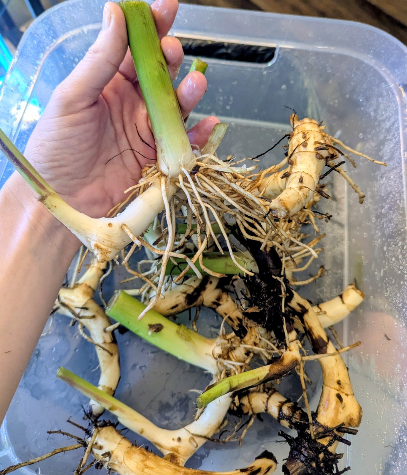 3 Canna Lily Rhizomes Live Bulbs Speckled Orange Yellow Flowers Tropical Plant
