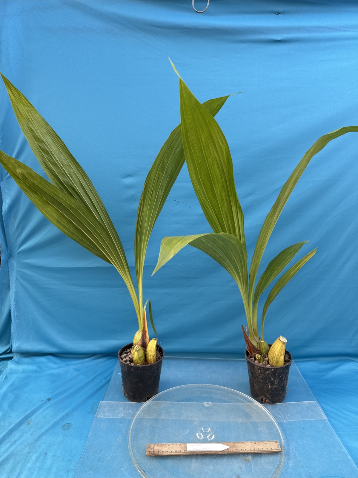 Lycaste cinnabarina Huge BS Green Orange Orchid Species Tall Flowers 5.5” Pot