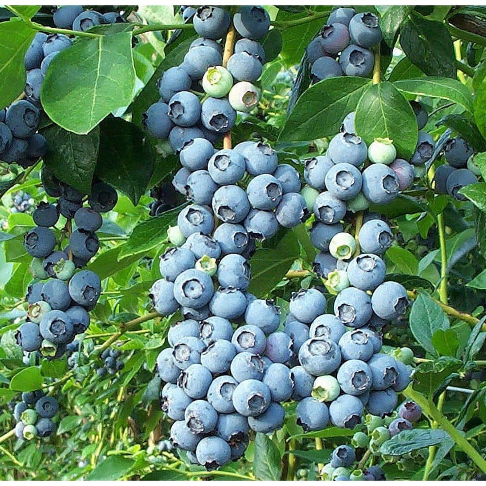2.5 Qt Duke Blueberry Plant – Northern Highbush, Large Crisp Berries, Year-Round