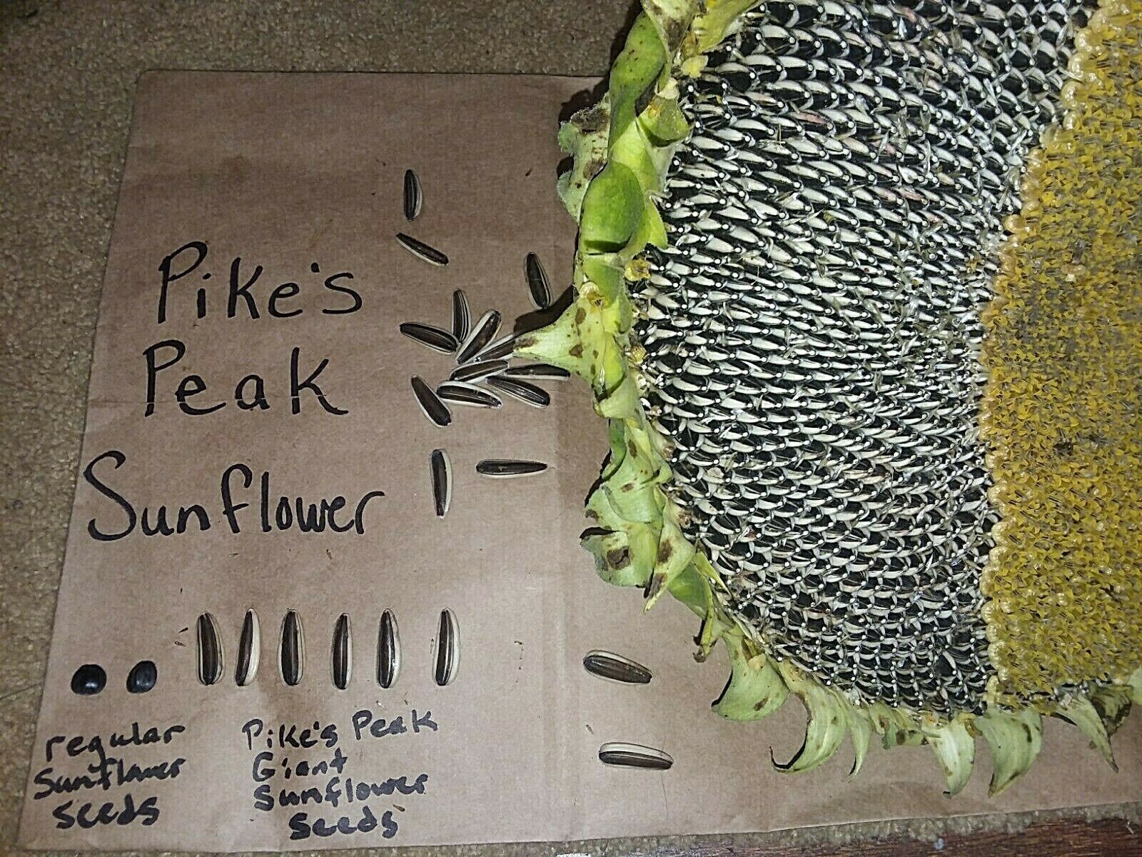 Pikes Peak Giant Sunflower Seeds