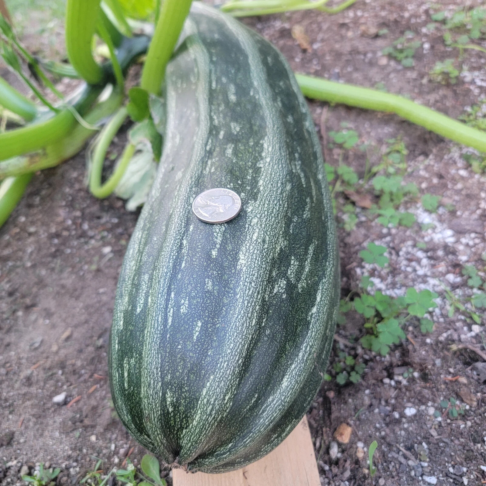Costata Romanesco Italian Zucchini Seeds (Heirloom) with free shipping