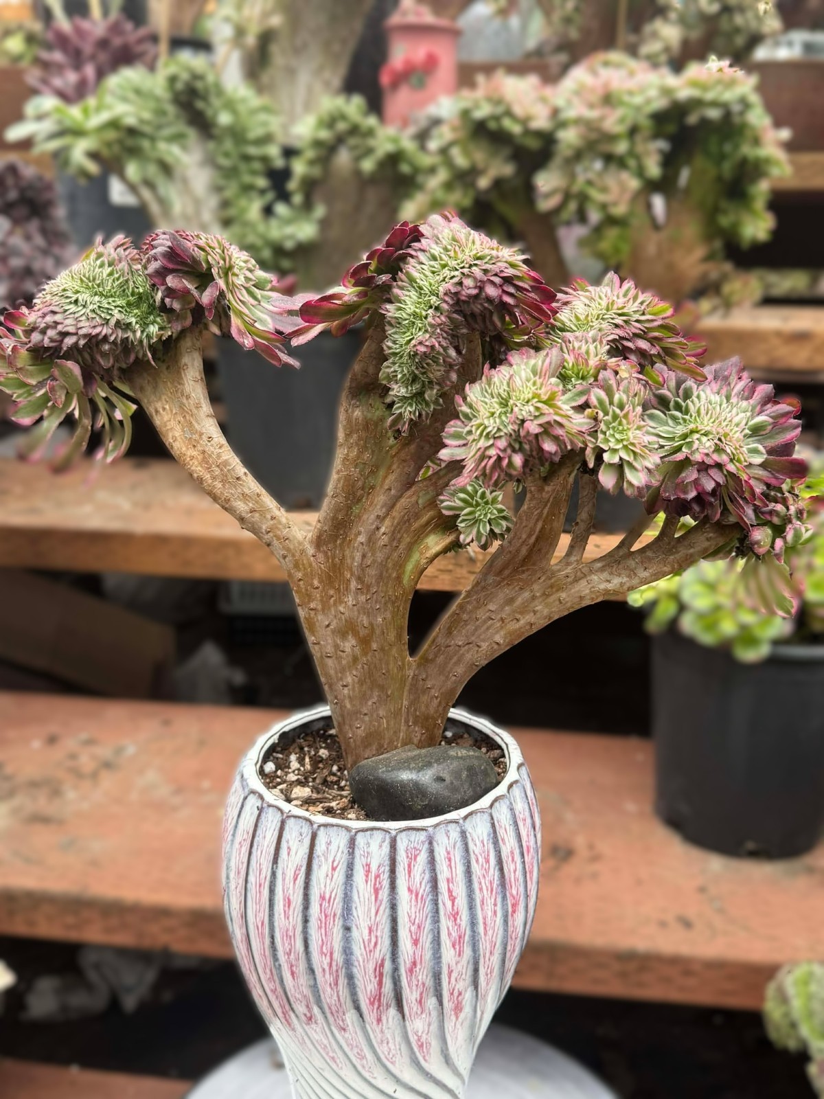 Imported Succulent live plant Home decor Plant gift Pink Halloween teacup #B05