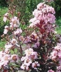 Crape Myrtle Rhapsody in Pink | 3 Gallon | Lagerstroemia indica | Summer Blooms