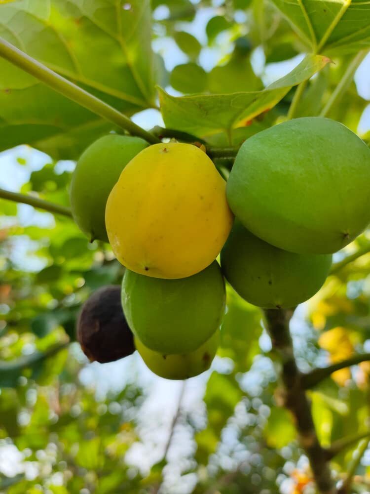 10 Barbados Nut Tree Seeds – Physic Nut – Jatropha curcas