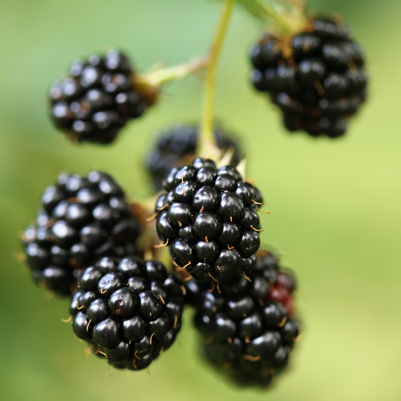 Chester Thornless Blackberry – 1 Blackberry Plant