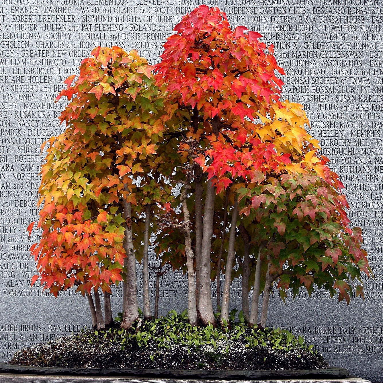 TRIDENT MAPLE TREE SEEDS (Acer buergerianum) Hardy Fall Colors Bonsai Plant