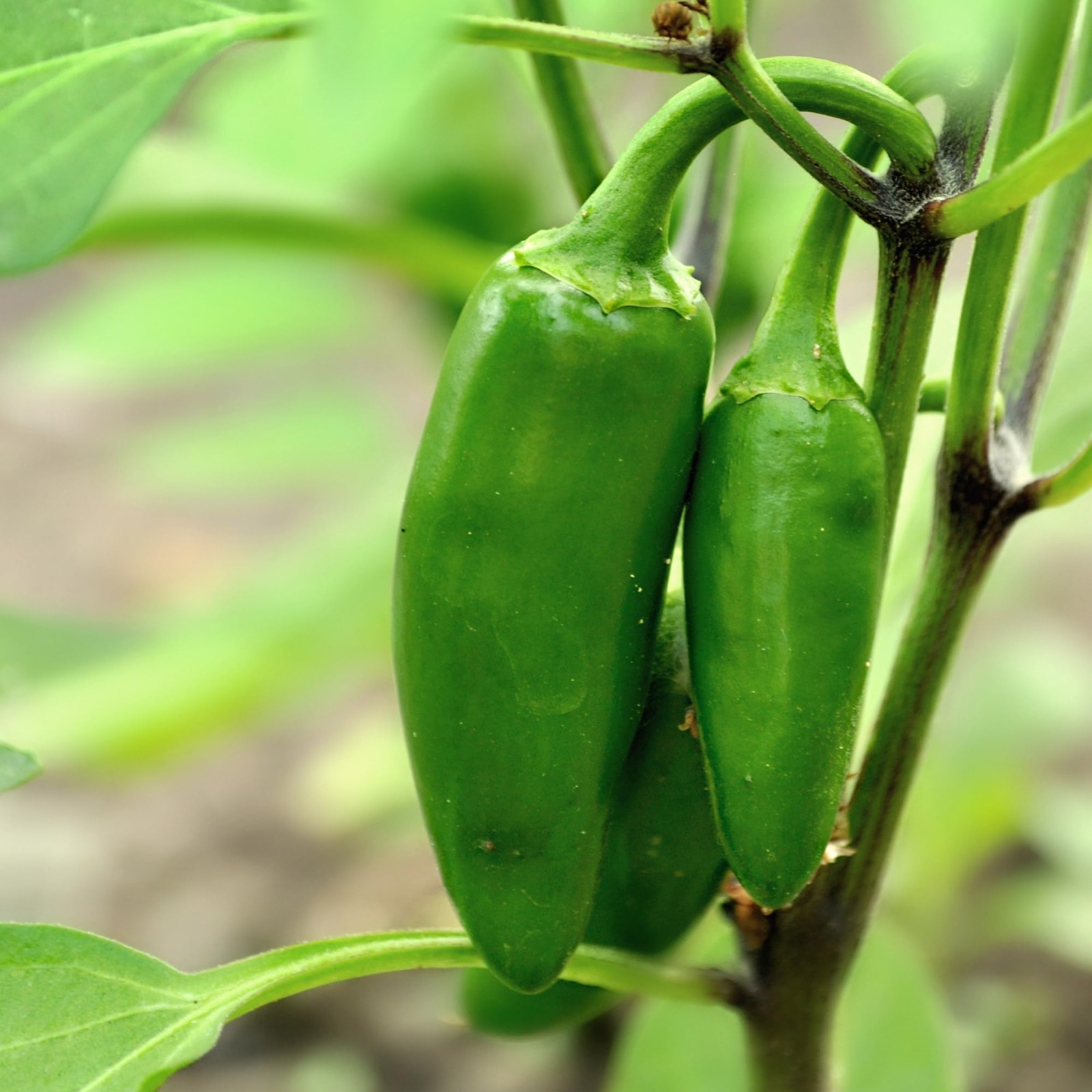 Jalapeno Hot Pepper Live Plants with Miracle-Gro Plant Food, 4-Pack for Gardens