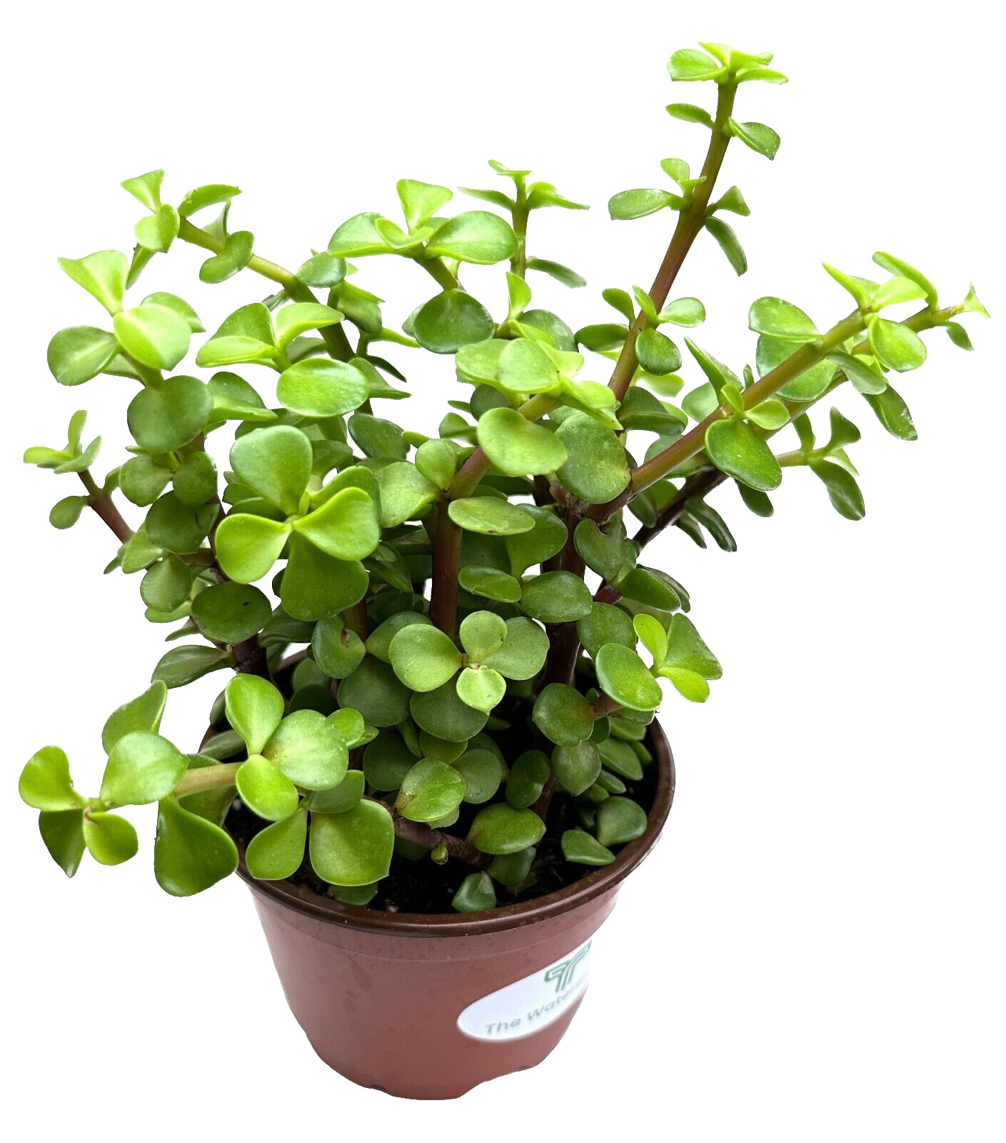 Spekboom Elephant Bush ‘Portulacaria Afra’ live Plant in 4 inch Pot w/ Soil