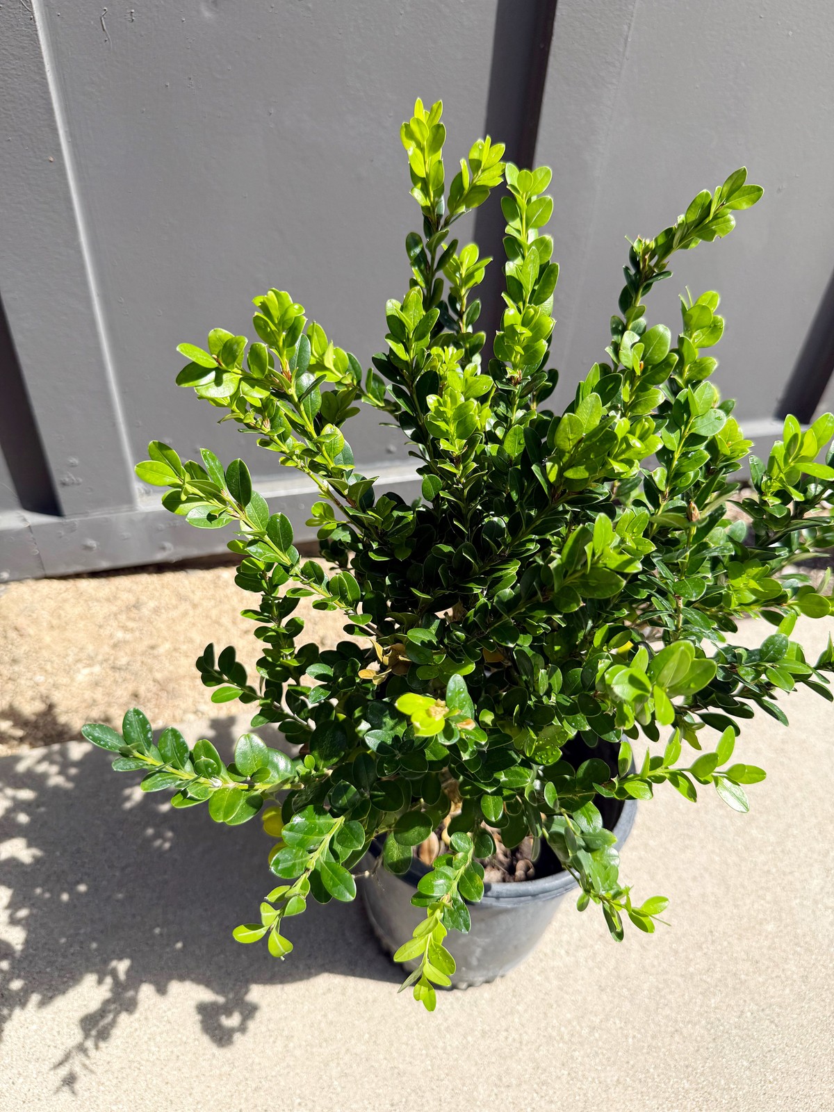 Green Beauty Boxwood, 1 Gallon Pot, Evergreen Hedge Shrub