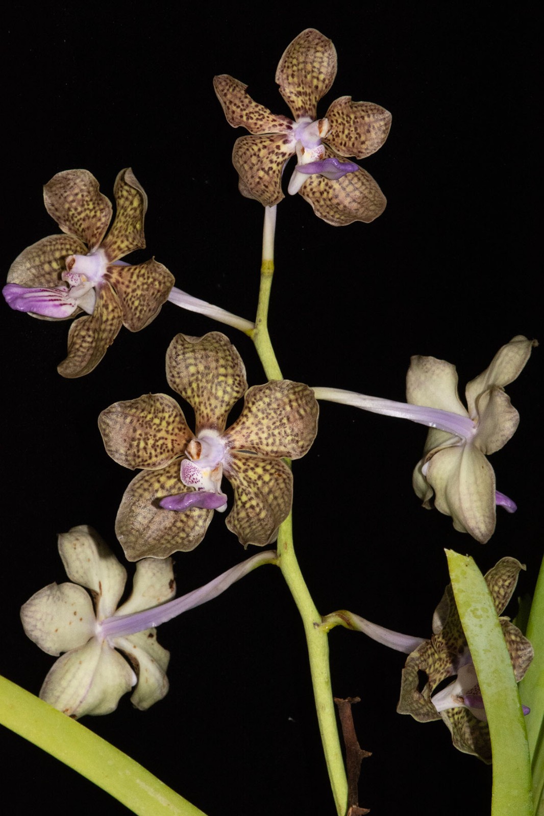 Vanda (Papilionanda) Mimi Palmer (Papilionanda Tan Chay Yan x Vanda tessellata)