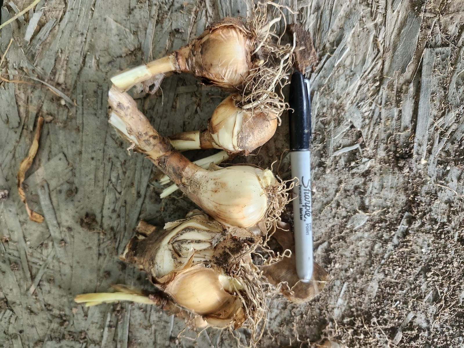 Bright Yellow Daffodil 5 bulbs Perennial Bare Root Live Plant