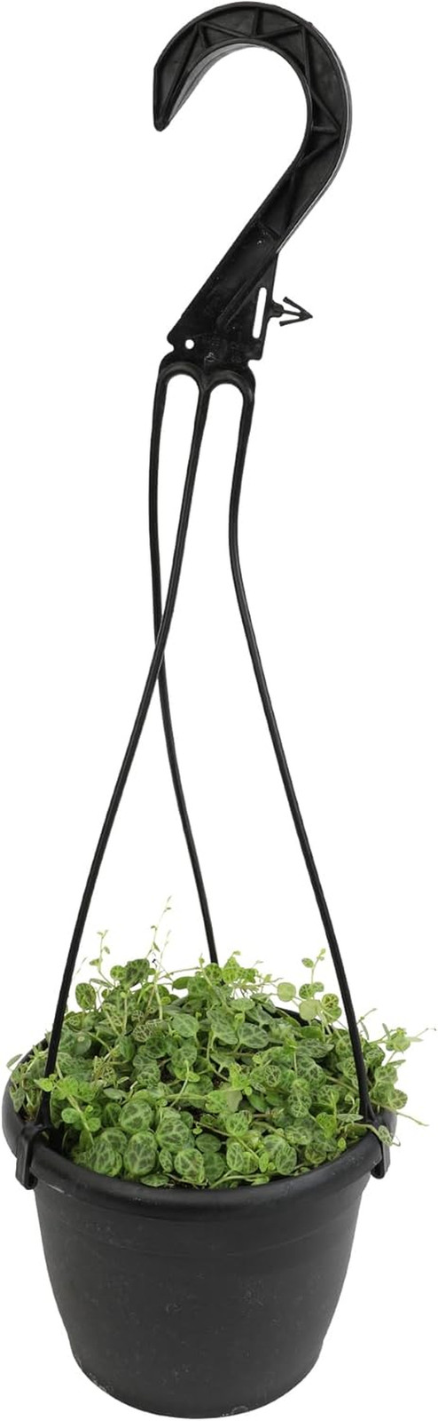 String of Turtles Live Plant Hanging Basket, Pet Friendly Live Indoor Plants, Pe