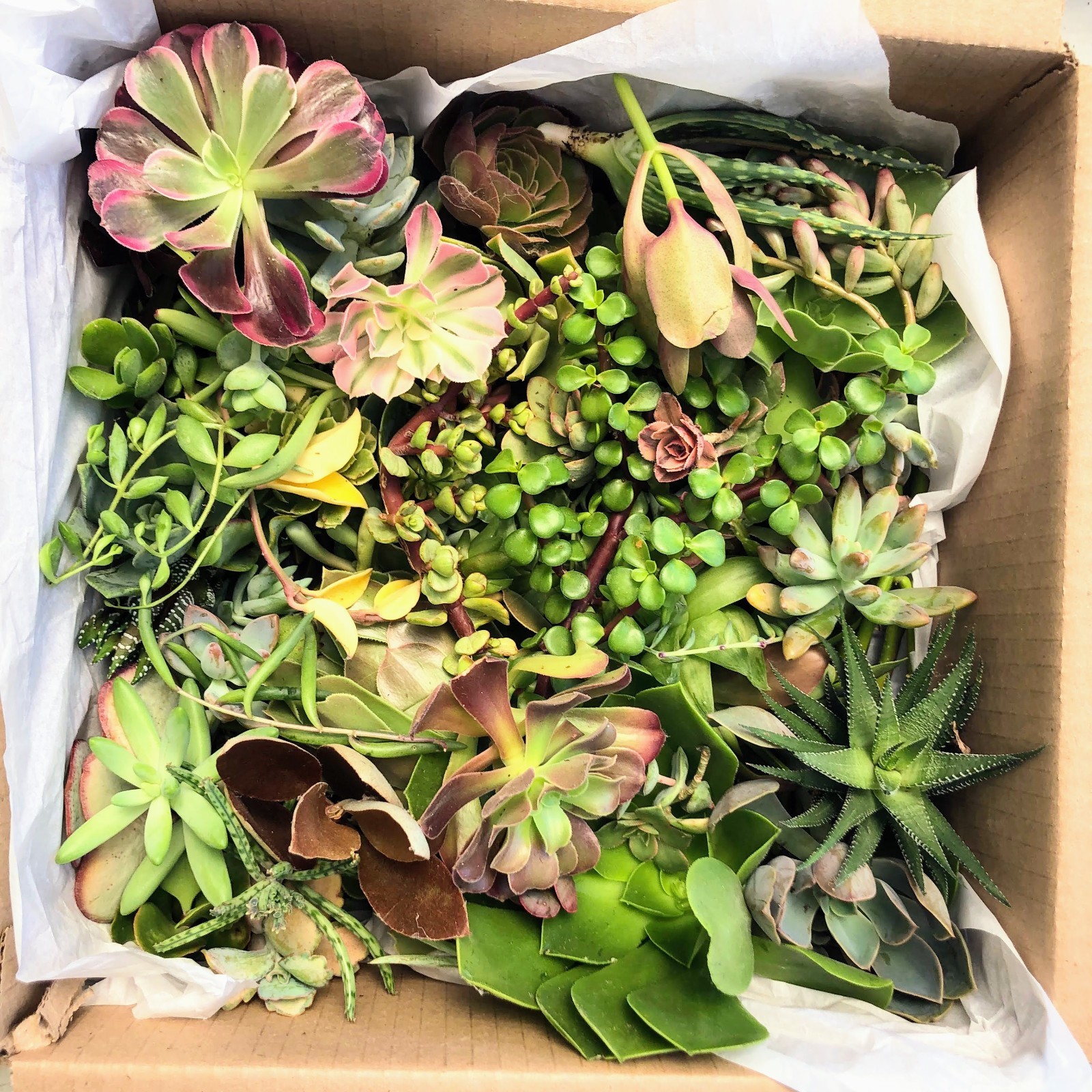 Assorted Succulent Cuttings, Wedding/Party Favors/Gifts. No Repeat, Unique& Rare