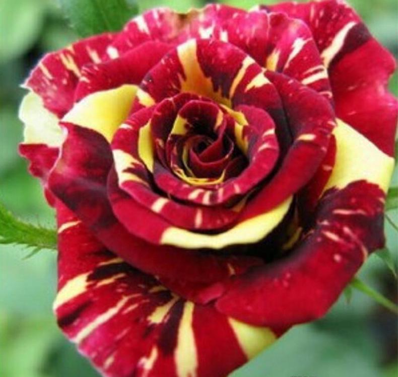 25pc TIGER DRAGON ROSE SEEDS Garden Flower rare exotic USA seller FREE shipping