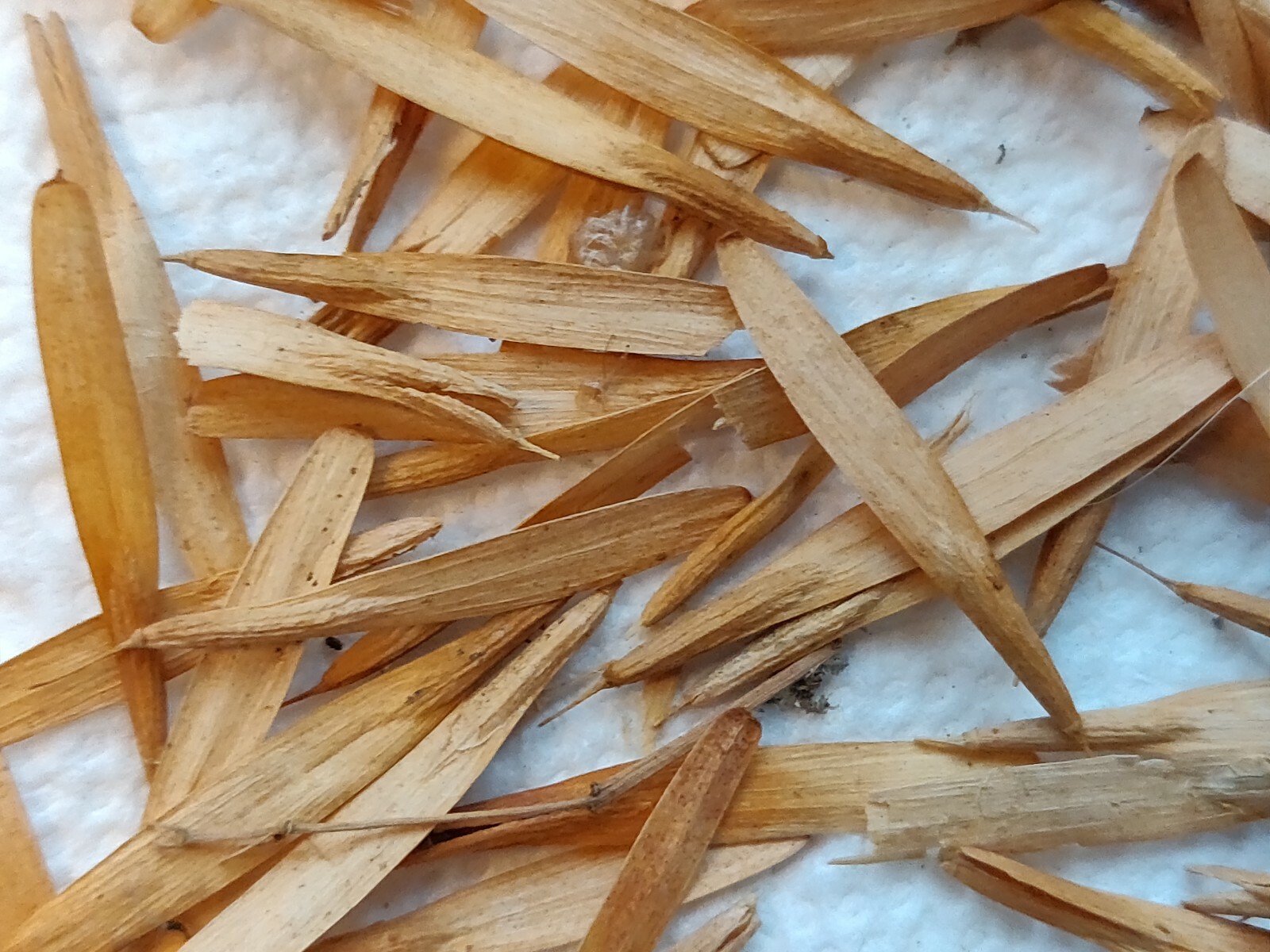 200 ASH TREE SEEDS FOR SHADE-SEMILLAS DE ARBOL DE FRESNO PARA SOMBRA Y MADERA