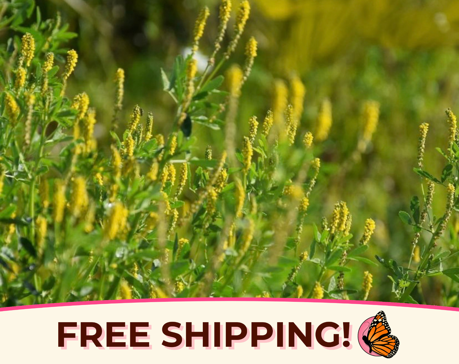 5100+ Yellow Sweet Blossom Clover Seeds | Flower Garden Seed for Pollinator Bees