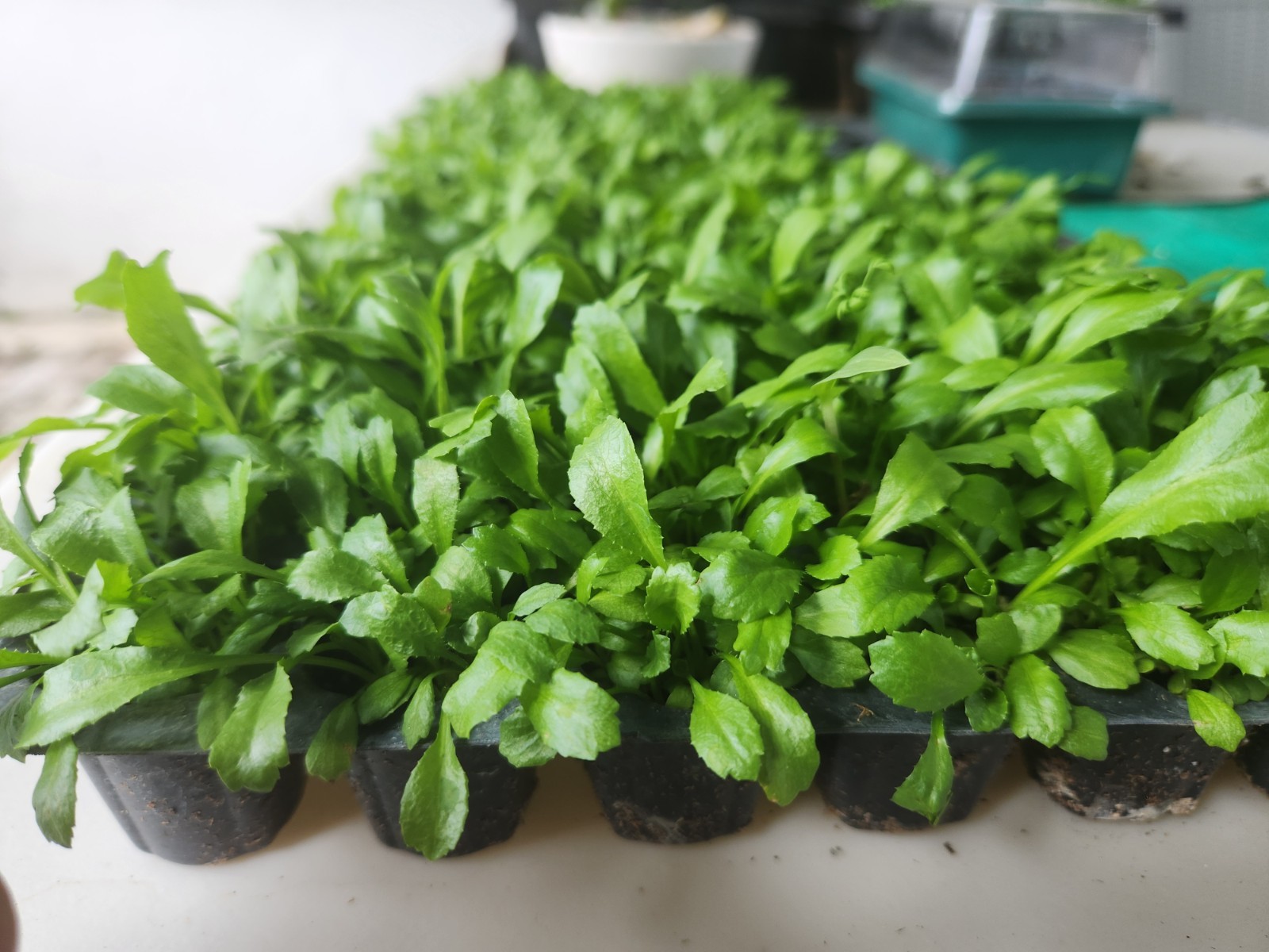 200+ Seeds, Recao de Puerto Rico, Culantro, ngo-gai, long coriander, Organic