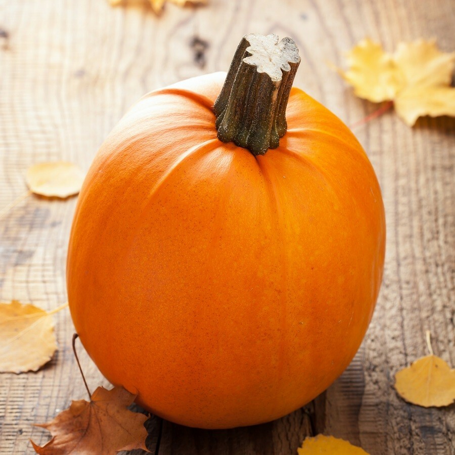 Pumpkin Pie Sugar Pumpkin Seeds | Pumpkins Fall Garden Baby Vegetable Seed 2024