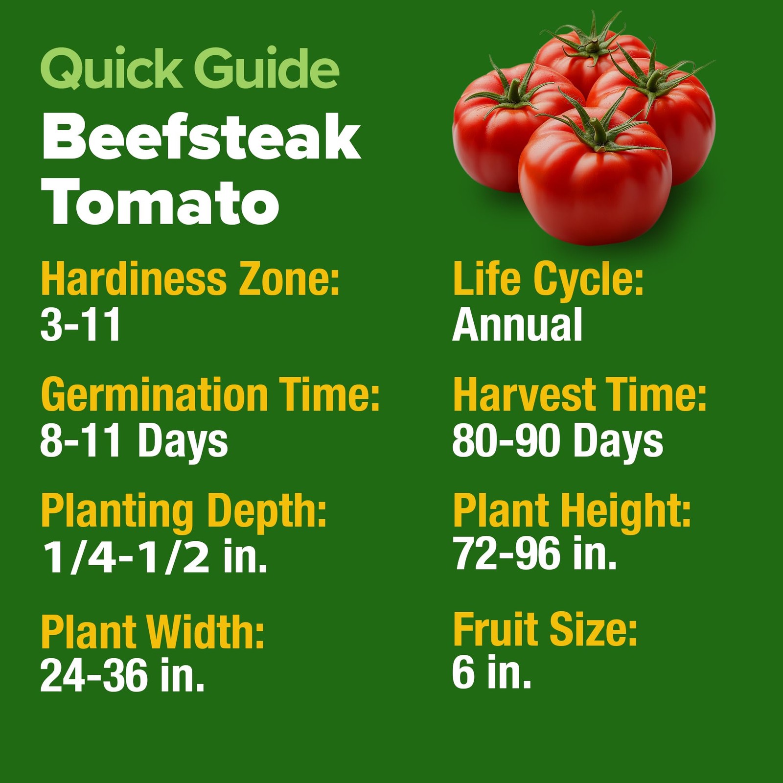 HOME GROWN Beefsteak Tomato Seeds 600+ Heirloom Non-GMO 2-Pack, Multi