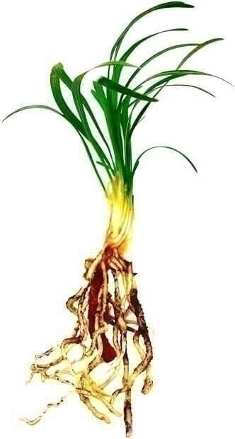 Mondo Dwarf Grass | Bare Root | Ophiopogon japonicus | Ornamental Grass