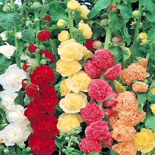 Fresh Summer Carnival Hollyhock Seeds Colorful Non-GMO Mixed Doubles Blooms