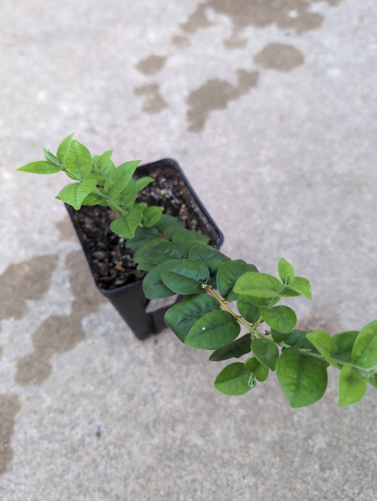 Eugenia sp. Palombeta | Rare Brazilian Myrtaceae Shrub | Live Plant