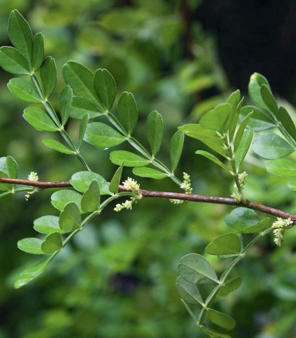Zanthoxylum Fagara Wild Lime/Prickly-Ash Seeds, Giant Swallowtail Butterfly Host