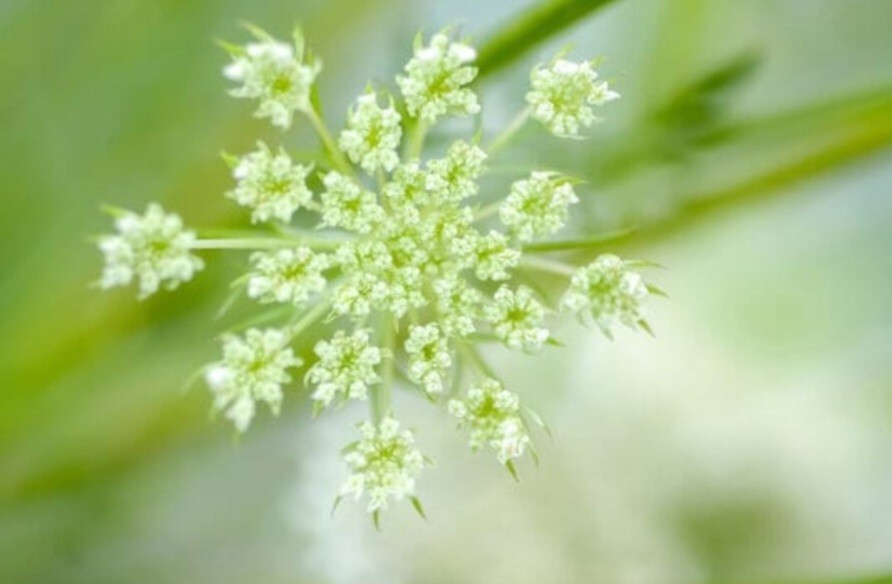Queen Anne’s Lace (Daucus carota) SEEDS, organic