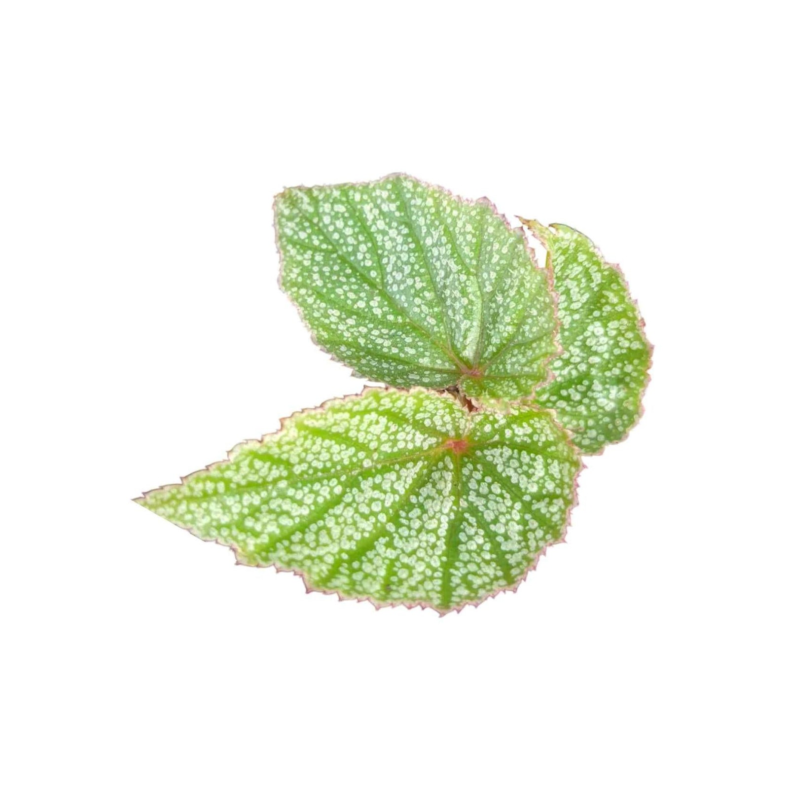Angel Wing Begonia Frosty Indoor Live Plant Polka Dot Foliage Easy Care