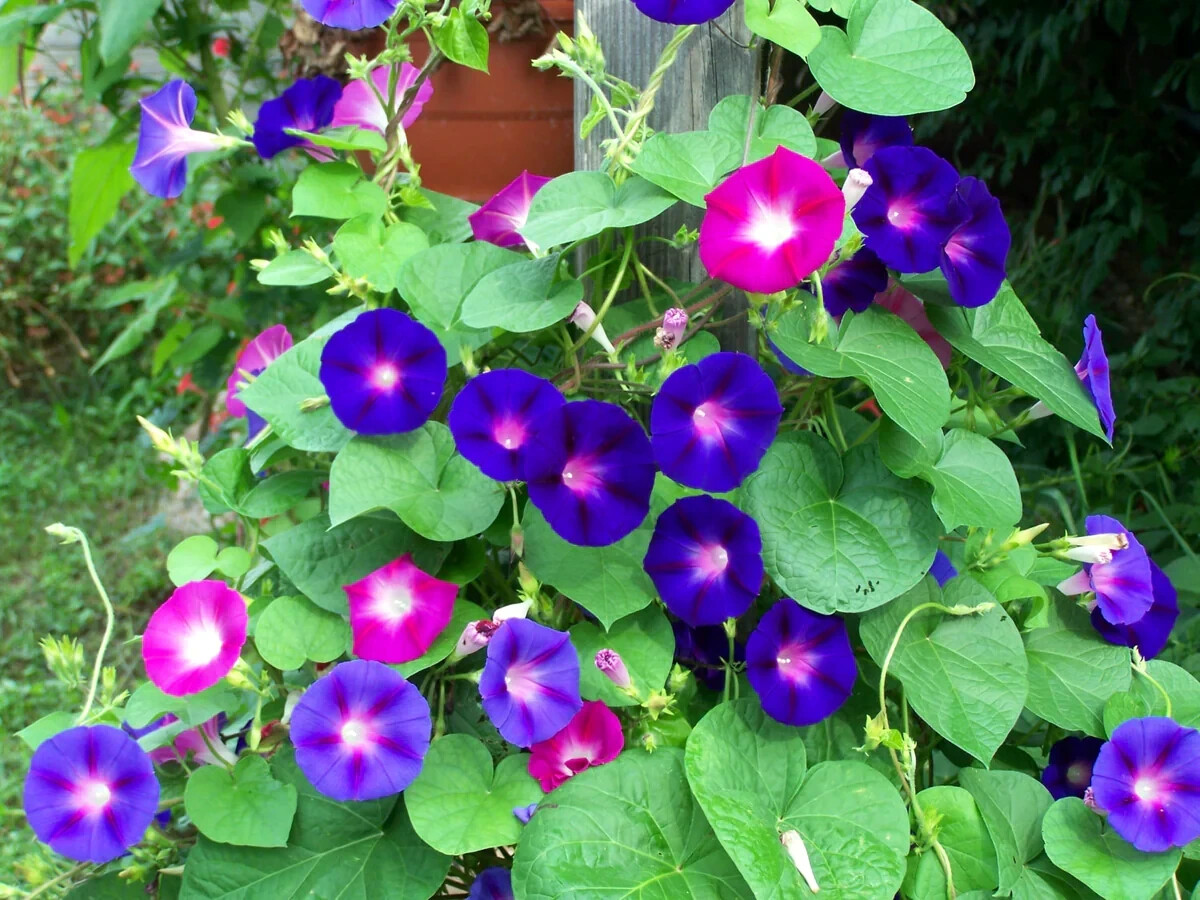 IPOMEA PURPUEA Mix Tall MORNING GLORY FLOWER VINE SEEDS Fast Hardy Climber Plant