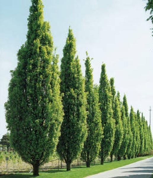 Quercus robur Fastigiata Columnar English Oak Potted Dormant 6+ Inches Tall