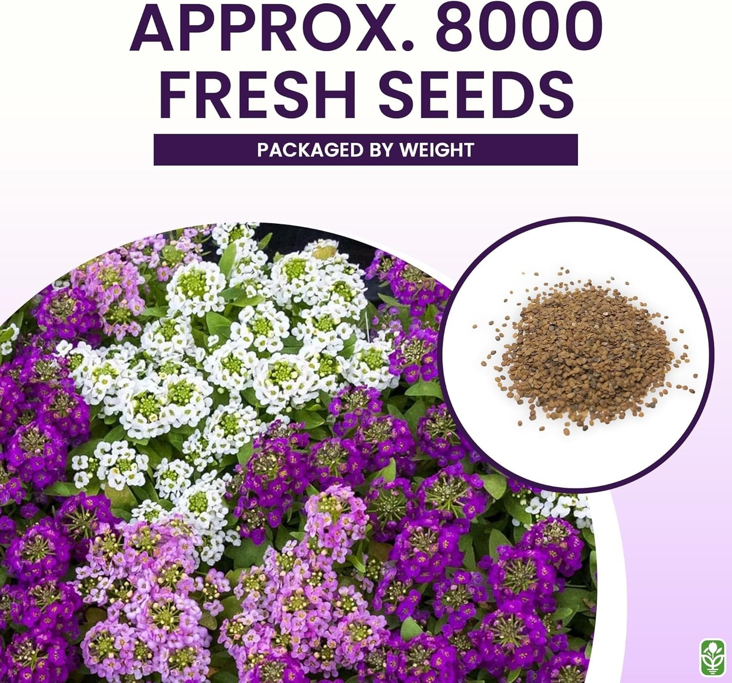 8000 Non GMO Sweet Alyssum Seeds Carpet of Snow For Spring to Summer Blooms