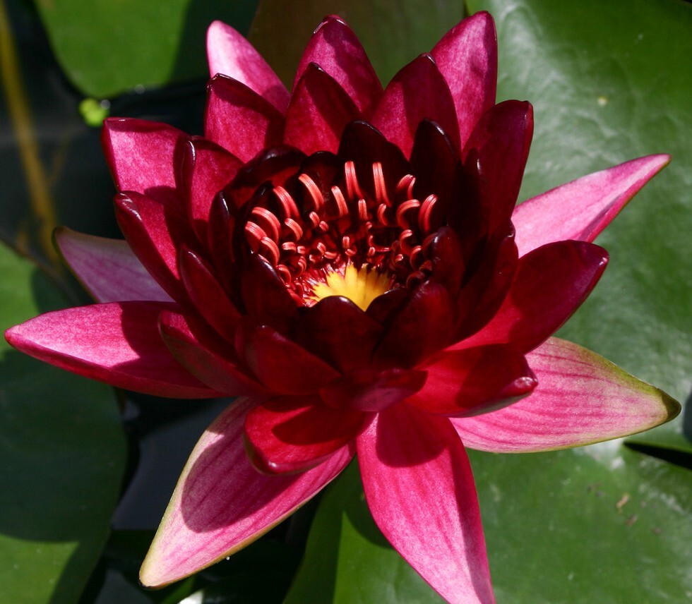 White Live Hardy Water Lily Tubers Aquatic Pond Plants Lilies